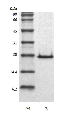 SDS-PAGE of Recombinant Murine Keratinocyte Growth Factor 1/FGF-7