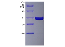 SDS-PAGE of Recombinant Murine Fibroblast Growth Factor 8