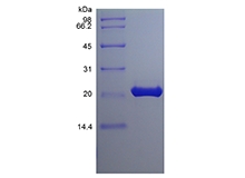 SDS-PAGE of Recombinant Murine Fibroblast Growth factor 9