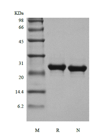 SDS-PAGE of Recombinant Murine Fibroblast Growth Factor 17