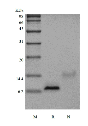 SDS-PAGE of Recombinant Murine Epidermal Growth Factor