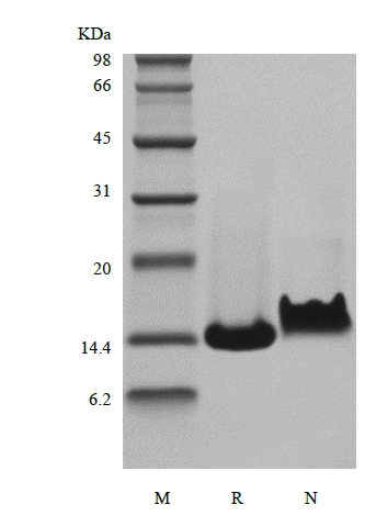 SDS-PAGE of Recombinant Murine Heparin-binding EGF-like Growth Factor