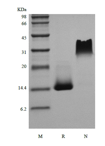 SDS-PAGE of Recombinant Murine Platelet-derived Growth Factor-BB