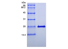 SDS-PAGE of Recombinant Murine Interferon-lambda2/Interleukin-28A