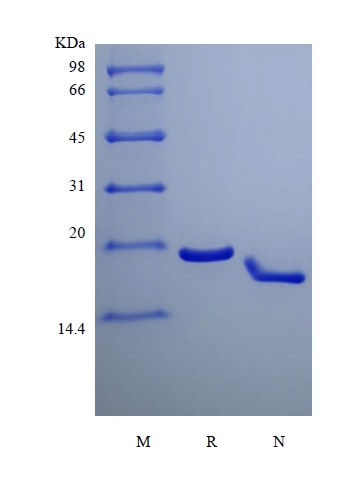 SDS-PAGE of Recombinant Murine Interferon-lambda3/Interleukin-28B