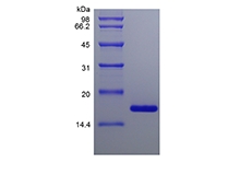 SDS-PAGE of Recombinant Murine Midkine