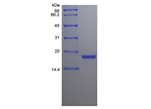 SDS-PAGE of Recombinant Canine Stem Cell Factor