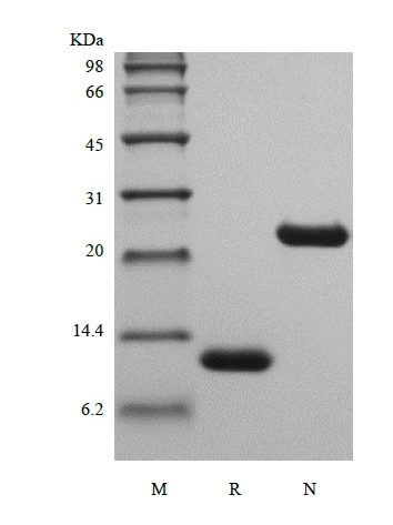 SDS-PAGE of Recombinant Rat Interleukin-5