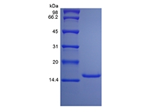 SDS-PAGE of Recombinant Rat Interleukin-9
