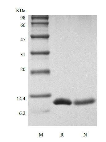 SDS-PAGE of Recombinant Rat Interleukin-13