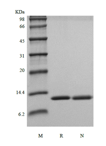 SDS-PAGE of Recombinant Rat Interleukin-13, 113a.a.