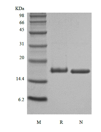 SDS-PAGE of Recombinant Rat Interleukin-21