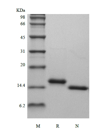 SDS-PAGE of Recombinant Rat Interleukin-22