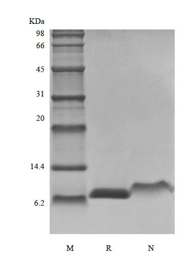 SDS-PAGE of Recombinant Rat Insulin-like Growth Factor-1