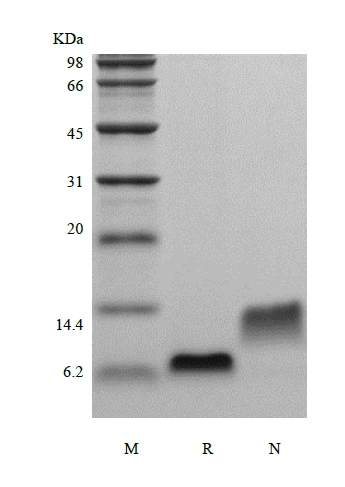 SDS-PAGE of Recombinant Rat Epidermal Growth Factor
