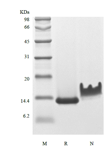 SDS-PAGE of Recombinant Rat Heparin-binding EGF-like Growth Factor