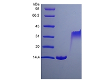 SDS-PAGE of Recombinant Rat Platelet-derived Growth Factor-BB