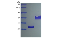 SDS-PAGE of Recombinant Rat Platelet-derived Growth Factor-AA