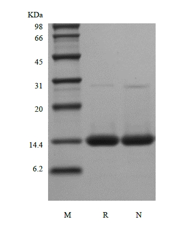 SDS-PAGE of Recombinant Rat Interferon-gamma