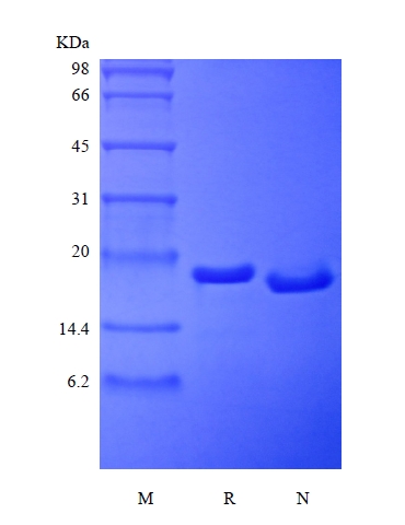 SDS-PAGE of Recombinant Rat Mesencephalic Astrocyte-Derived Neurotrophic Factor