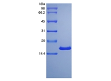 SDS-PAGE of Recombinant Rat Midkine