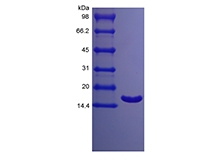 SDS-PAGE of Recombinant Porcine Interleukin-1 Receptor Antagonist Protein