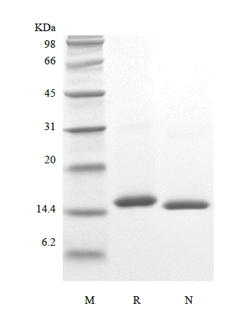 SDS-PAGE of Recombinant Porcine Interleukin-2