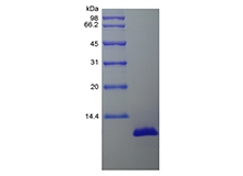 SDS-PAGE of Recombinant Porcine Interleukin-8/CXCL8