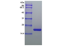 SDS-PAGE of Recombinant Equine Interleukin-1 beta