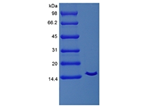 SDS-PAGE of Recombinant Equine Interleukin-2 Cys141Ser