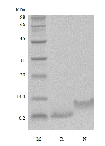 SDS-PAGE of Recombinant Human Epithelial Neutrophil Activating Peptide-78, 1-78 a.a./CXCL5