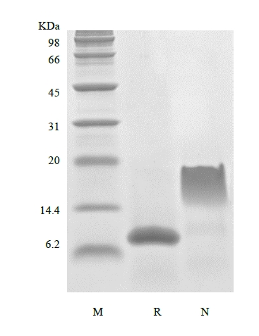 SDS-PAGE of Recombinant Human Stromal-Cell Derived Factor-1 beta/CXCL12 beta