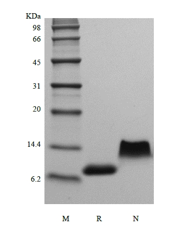 SDS-PAGE of Recombinant Human Fractalkine/CX3CL1