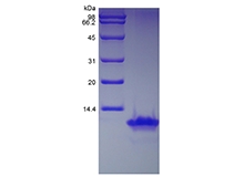 SDS-PAGE of Recombinant Human Monocyte Chemotactic Protein-2/CCL8