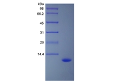 SDS-PAGE of Recombinant Human Macrophage Inflammatory Protein-5/CCL15