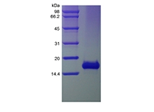 SDS-PAGE of Recombinant Human Exodus-2/CCL21