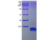 SDS-PAGE of Recombinant Human Macrophage-Derived Chemokine/CCL22