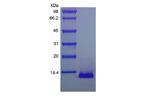 SDS-PAGE of Recombinant Human Eotaxin-3/CCL26