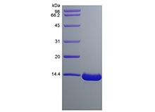 SDS-PAGE of Recombinant Human Chemokine-like protein TAFA-2