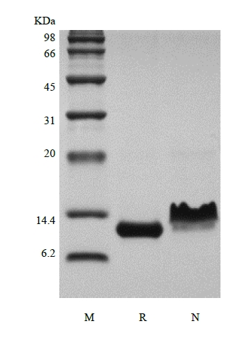 SDS-PAGE of Recombinant Rhesus Macaque Eotaxin/CCL11