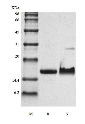 SDS-PAGE of Recombinant Murine Exodus-2/CCL21