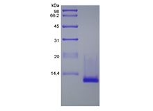 SDS-PAGE of Recombinant Murine Cuteaneous T-cell Attracting Chemokine/CCL27