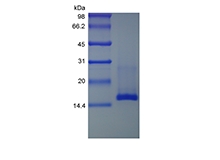 SDS-PAGE of Recombinant Murine Mucosae-associated Epithelial Chemokine/CCL28