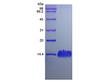 SDS-PAGE of Recombinant Rat LPS-induced CXC Chemokine/CXCL5