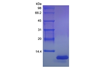 SDS-PAGE of Recombinant Rat Fractalkine/CX3CL1