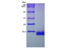 SDS-PAGE of Recombinant Rat Eotaxin/CCL11