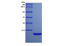 SDS-PAGE of Recombinant Rat Thymus and Activation Regulated Chemokine/CCL17