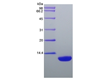 SDS-PAGE of Recombinant Rat Macrophage-Derived Chemokine/CCL22