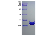 SDS-PAGE of Recombinant Rat Mucosae-associated Epithelial Chemokine/CCL28