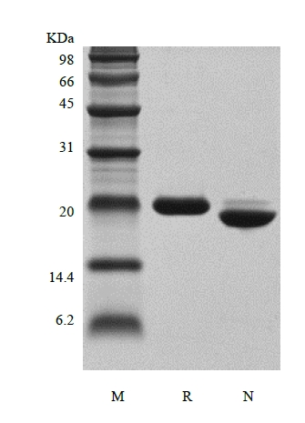 SDS-PAGE of Recombinant Human Growth Hormone